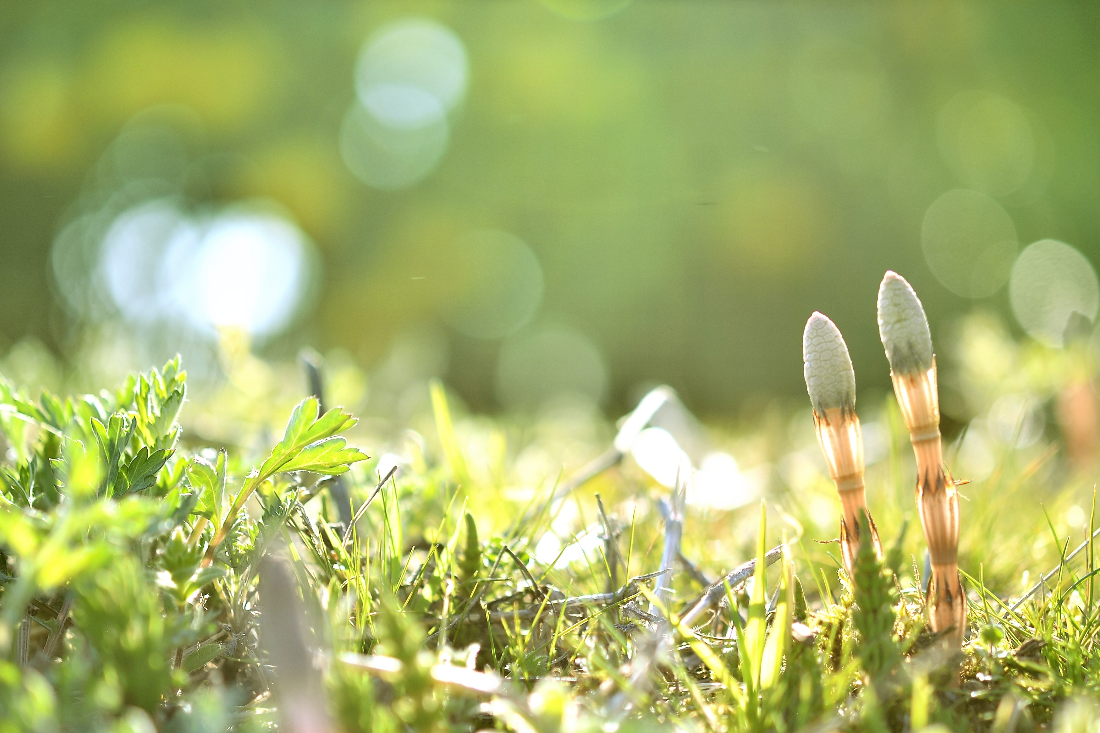 ご存じですか？「昭和の日」が定められた由来